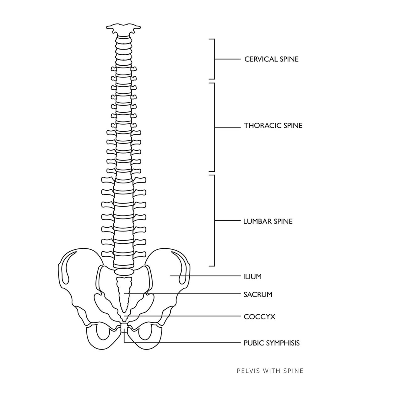 Model páteře s pánví životní velikost - Anatomické modely physa